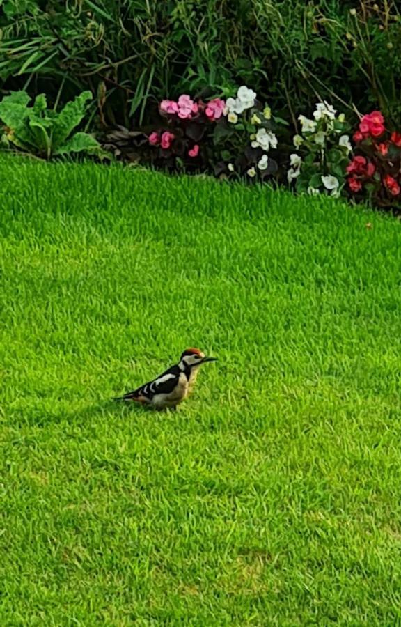 Woodpeckers Cottage Scarborough Dış mekan fotoğraf