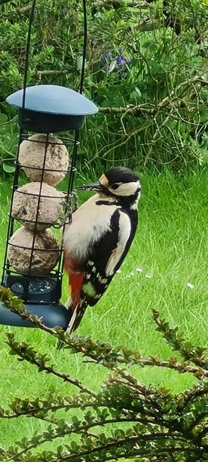 Woodpeckers Cottage Scarborough Dış mekan fotoğraf